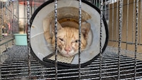 Rescatan a 400 ‘michis’ de ser vendidos como carne de gato para consumo humano en Vietnam