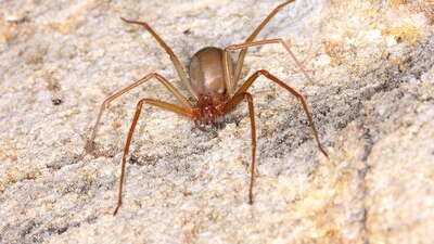 Un trabajador fue mordido por este insecto y fue atendido por los servicios de emergencia