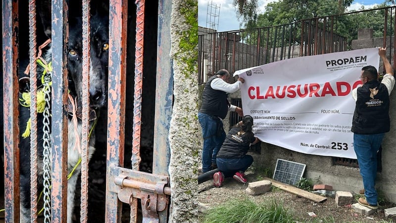 Gracias a denuncias ciudadanas, rescatan a una veintena de animales maltratados en el Edomex