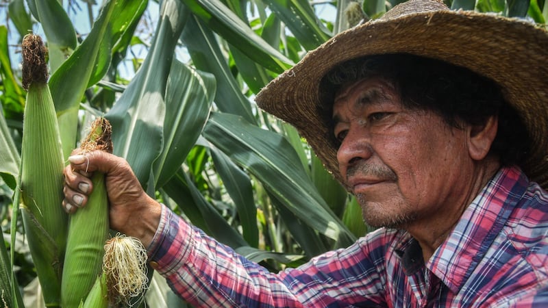 Gobierno y estados acuerdan precio de maíz blanco... sin respaldo de productores