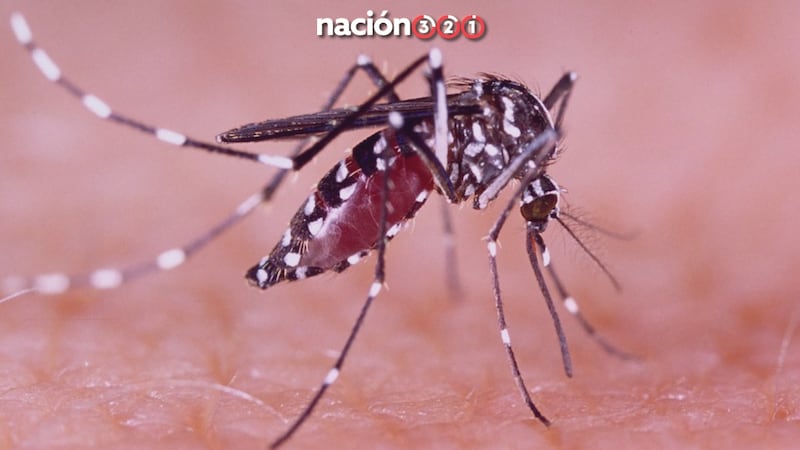 Con ‘mosquitos infectados’, gobierno de México arranca lucha contra el dengue