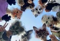 ¿Qué son los ‘therians’, el fenómeno social que inunda las redes sociales?