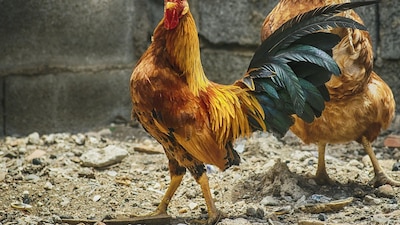 Con 20 votos a favor, 4 en contra y 1 abstención, se declara la pelea de gallos como Patrimonio Cultural Inmaterial