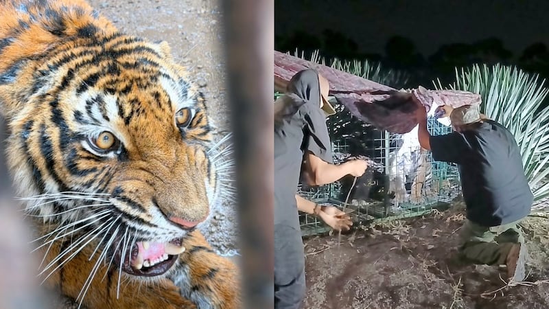 Capturan a tigresa de 100 kilos que atacó a ganado ovino y bovino en Jalisco