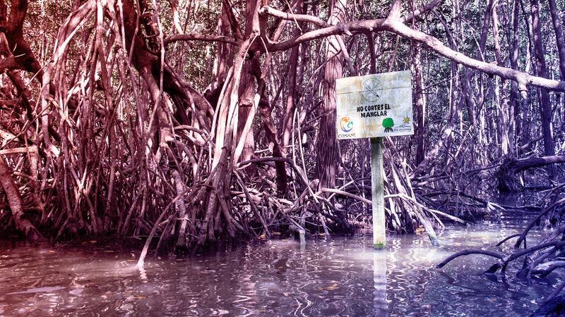 Temporada de huracanes: ¿Cuál es la importancia de los manglares?
