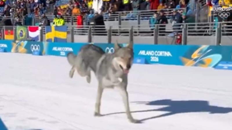 Perro irrumpe en prueba olímpica y cruza la meta en Milán-Cortina 2026