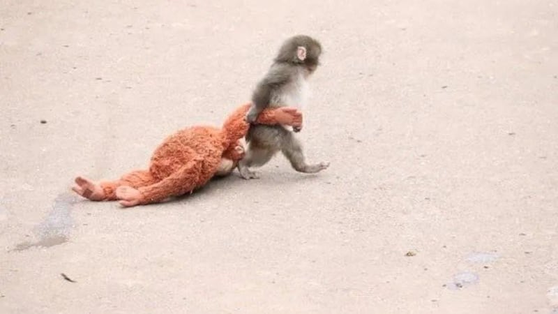 Punch, el macaco japonés que conquistó internet, da señales de un giro esperanzador