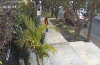 VIDEO: Mujer intenta robar mansión en Las Lomas; golpea y muerde a policías que la detuvieron