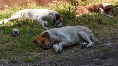Desde 2023, en el Código Penal de Puebla se tipifica como delito el sacrificio de animales en rastros clandestinos