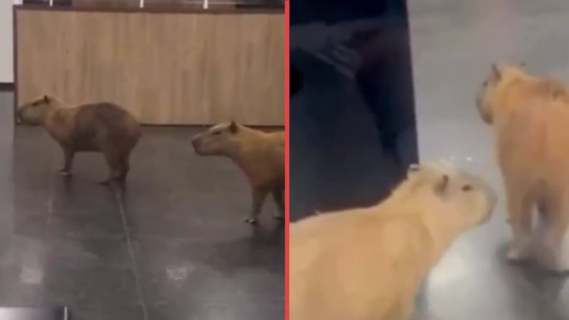 VIDEO: Manada de capibaras irrumpe recinto legislativo en una ciudad de Brasil