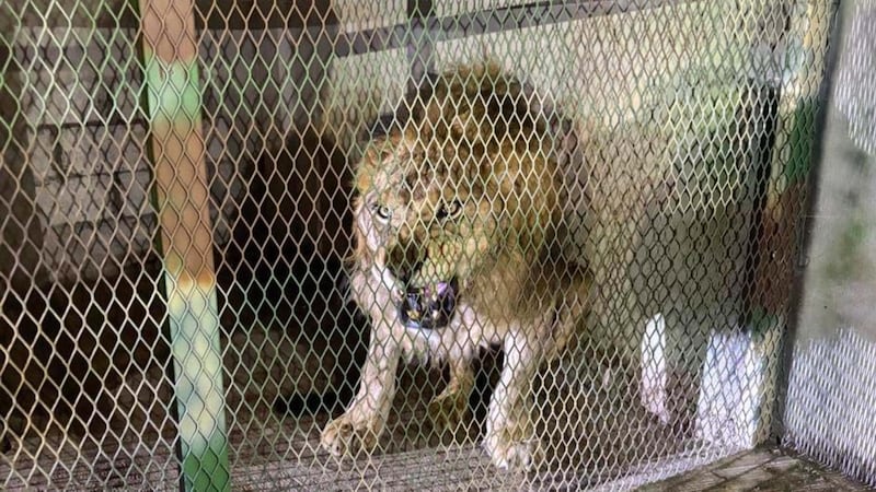 Rescatan león africano en Morelos; presentaba signos de desnutrición y maltrato