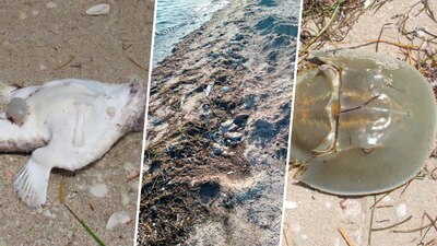 El fenómeno ha afectado a más de seis toneladas de especies en Yucatán