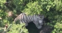 VIDEO: Capturan al tigre de Bengala que escapó de instalaciones de la Semarnat en Edomex