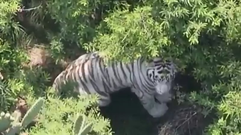 VIDEO: Capturan al tigre de Bengala que escapó de instalaciones de la Semarnat en Edomex