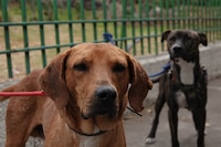 “Nos piden 50 mil pesos”: Albergue de perritos en Edomex denuncia extorsión por parte del CJNG