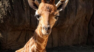 'Bartolomeo' es alimentado de forma asistida en el Zoológico