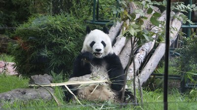 Han nacido ocho pandas en México, de los cuales cinco sobrevivieron hasta la edad adulta