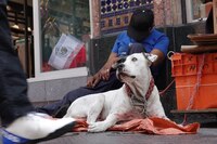 Perrito da positivo a infección del gusano barrenador en Yucatán
