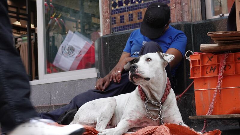 Perrito da positivo a infección del gusano barrenador en Yucatán