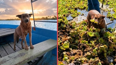 envenenan a beni una perrita que ayudaba a limpiar una presa