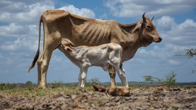Las intensas temperaturas dejan con poco alimento a los rebaños bovinos