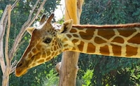 Zoológico de Culiacán confirma fallecimiento de jirafa reportada como “desaparecida”