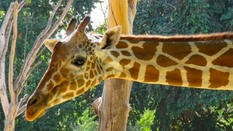 Zoológico de Culiacán confirma fallecimiento de jirafa reportada como “desaparecida”