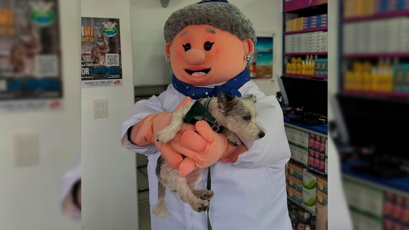 Conoce a la ‘Dra. Lares’, la tierna compañera del ‘Dr. Simi’ que atenderá a mascotas