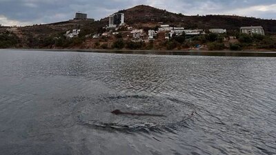 Colonos aseguraron que esta criatura se ha visto desde hace años en la presa Madín