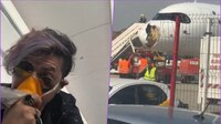 VIDEO: Avión que iba a Paris regresa de emergencia tras chocar con un buitre