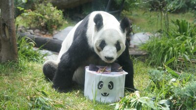 Este 30 de junio de 2024, la panda gigante que llega a sus 34 años de existencia