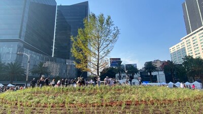 Este árbol será trasladado a un vivero en Xochimilco
