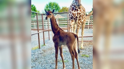 Ha pedido ayuda a los internautas para decidir el nombre de la jirafa