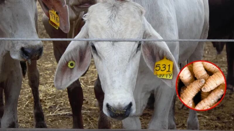 EU anuncia cierre inmediato de fronteras al ganado mexicano por brote de gusano barrenador