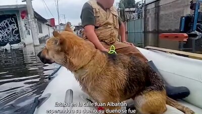 Decenas de perritos fueron abandonados en Chalco tras las inundaciones