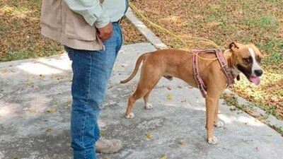 Policías municipales amarraron a una patrulla a un 'lomito', para luego arrastrarlo vivo