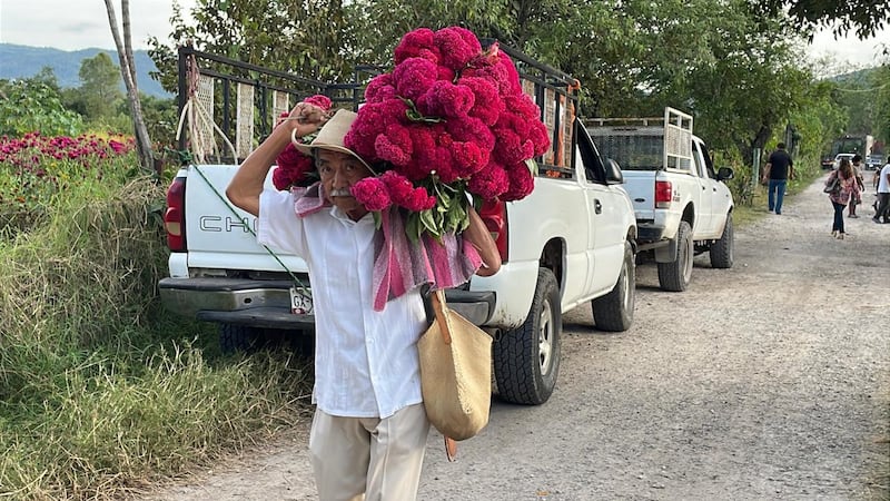 Cae precio de flores en Tixtla, Guerrero, por poca venta: “antes llegaban camiones”