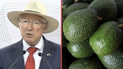 Dio a conocer que se reactiva la exportación de aguacate mexicano a EU