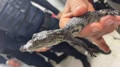 Todo ocurrió cuando un usuario del STC alertó de la presencia del cocodrilo bebé y pidió ayuda a lo oficiales