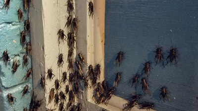 Los habitantes de Nevada se quejan de los insectos