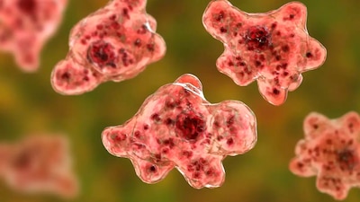 ¿Ameba ‘comecerebros’ en Yucatán? Así entra al cuerpo y llega al cerebro