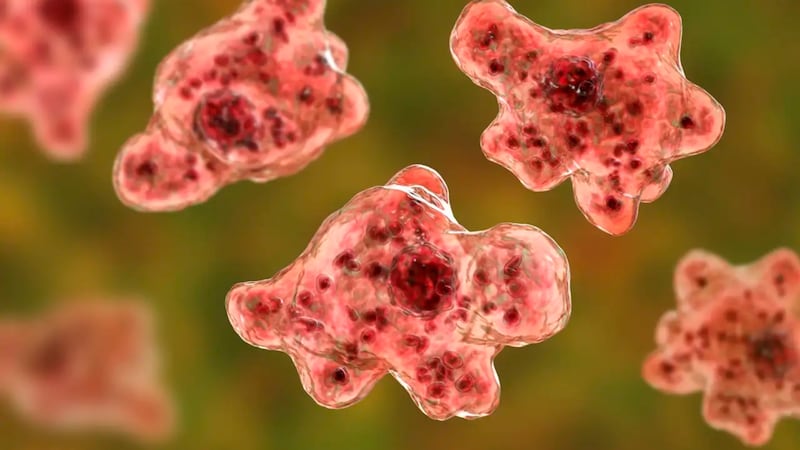 ¿Ameba ‘comecerebros’ en Yucatán? Así entra al cuerpo y llega al cerebro