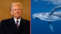 Comité de Trump retira protección ambiental en el Golfo de México a cambio de explotación petrolera