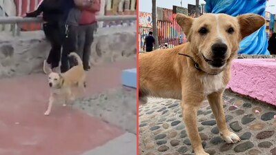 Los comerciantes mexicanos reclamaron al perrito y por ello lo regresaron desde Estados Unidos
