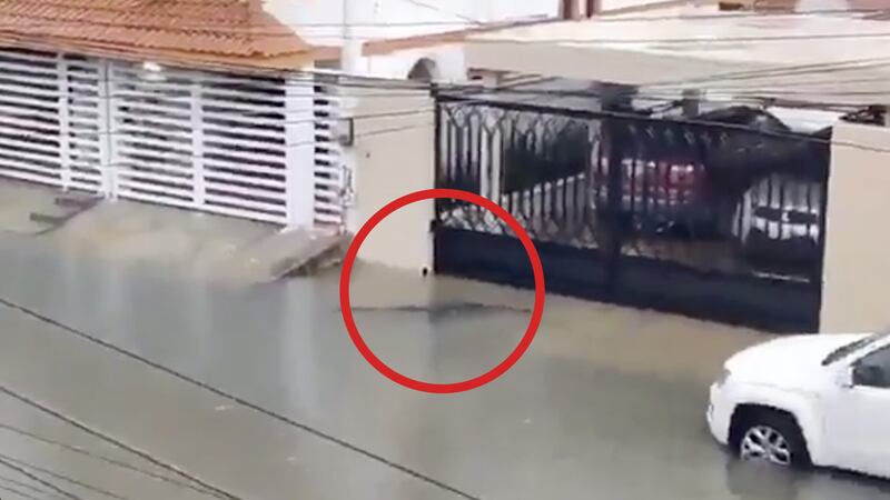 Lluvias inundan Tamaulipas y llevan cocodrilos a las calles; un menor ya fue atacado