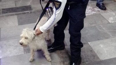 Aunque el Metro aseguró que la circulación se normalizaría, los usuarios no tardaron en expresar su molestia