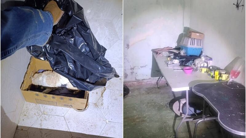 Hallan cuerpos de perritos en consultorio clandestino de mujer que se hacía pasar por veterinaria