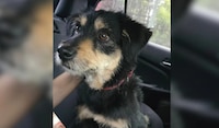 Adoptan a ‘Blacky’, el perrito al que le robaron su cobija en Iztapalapa