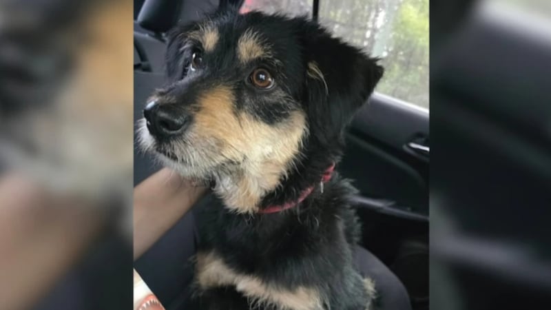 Adoptan a ‘Blacky’, el perrito al que le robaron su cobija en Iztapalapa