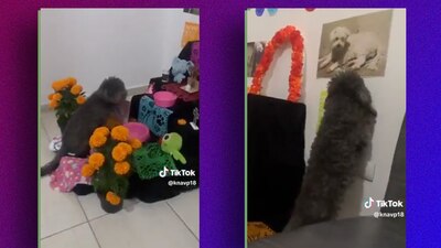 El perrito no deja de ver la foto de su mami en la ofrenda
